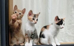 関東地区の今週末のサッカー大会・イベントまとめ【1月16日(土)・17日(日)】