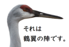 2022年度 第41回富士山ジュニアカップサッカー大会（山梨）FC C.E.L､ファンタジスタ､小平JSCブルー､AMIGOS、4チーム同時優勝！全結果掲載